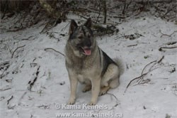 Norwegian Elkhound Female Kai