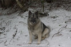 Norwegian Elkhound Female Kai