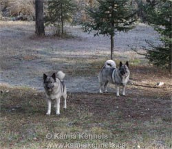 Norwegian Elkhound Breeding Females