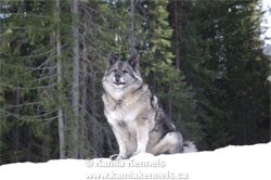 Norwegian Elkhound Female