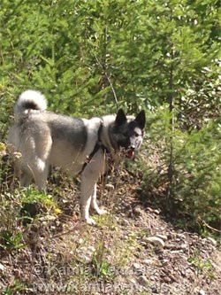 Norwegian Elkhound Female Nalla