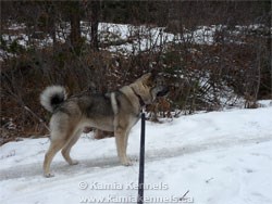 Norwegian Elkhound Female Nikeeta