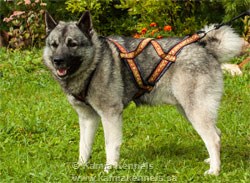 Male Norwegian Elkhound in Harness