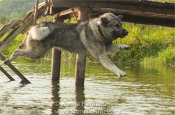 Norwegian Elkhound Swimming