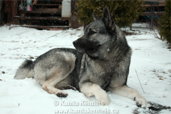 Male Norwegian Elkhound Ragnar