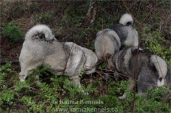 3 Norwegian Elkhounds