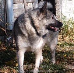 Norwegian Elkhound Male Shadow