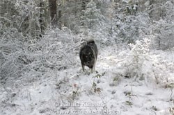 Swedish Elkhound Breeding Male