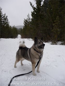 Teeka Norwegian Elkhound