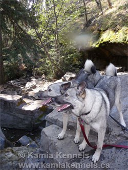 Two Norwegian Elkhound females