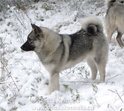 Champion Norwegian Elkhound Female