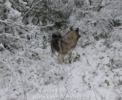 Powerful Norwegian Elkhound Female