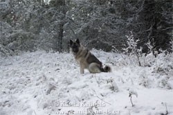 Norwegian Elkhound Female Champion