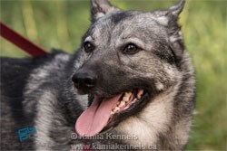 Lily Norwegian Elkhound