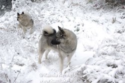 Norwegian Elkhound Female Twins