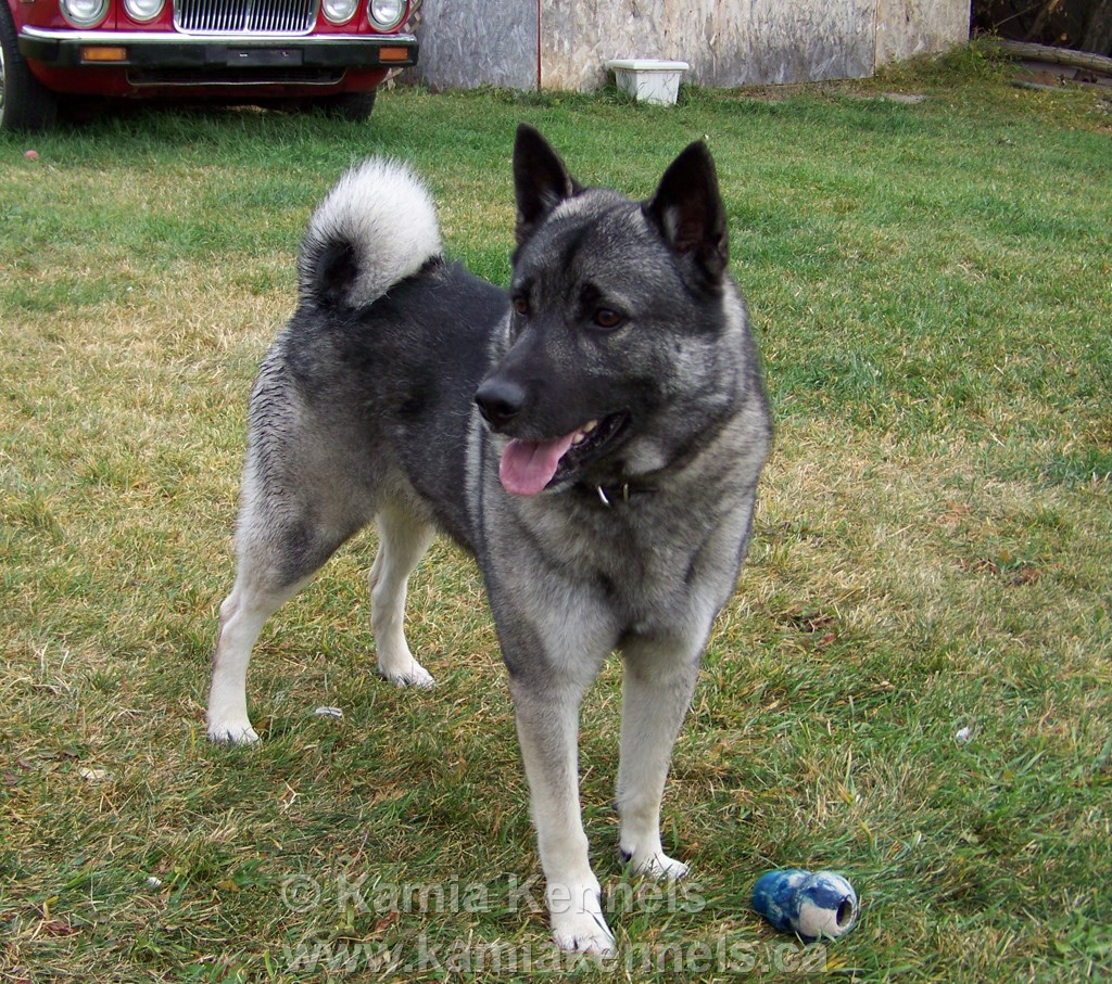 Grey norwegian sales elkhound