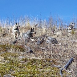 Norwegian and Swedish Elkhounds Mountain Hiking