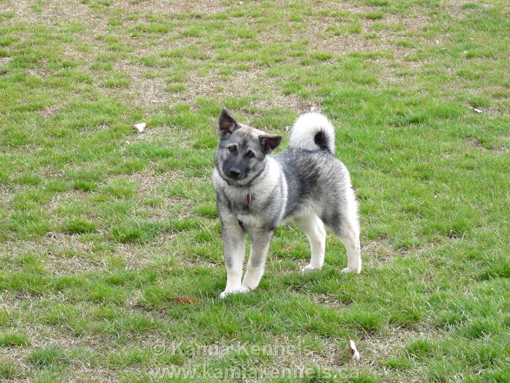 are norwegian elkhounds good with other dogs