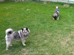 Norwegian Elkhound Pair