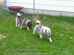 Norwegian Elkhound Male and Female