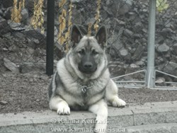 Norwegian Elkhound Male Gryffin