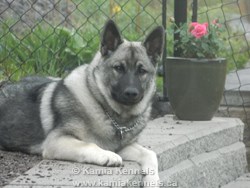 Norwegian Elkhound Male 