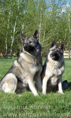 Elkhound Pair