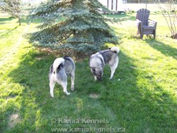 Elkhound Males