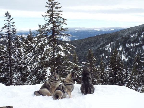 Tora Female Elkhound Mountian hiking