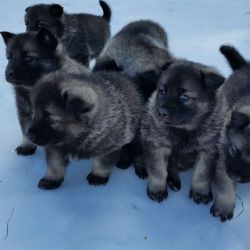 Norwegian Elkhound pups Kamia Kennels