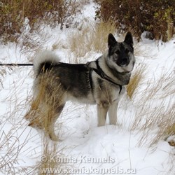 Norwegian Elkhound Male Kobe, A Kamia Kennels Pup