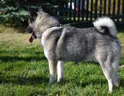 Bram and Outstanding Norwegian Elkhound