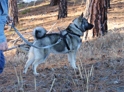 Jocko a tremendous Norwegian Elkhound