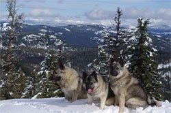 Norwegian Elkhound Females Kamp Tuva and Tekla