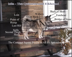 Mia Square Profile Norwegian Elkhound