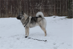 Nanook, Norwegian Elkhound Male