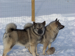 Mia and Tora Norwegian Elkhound Females
