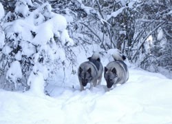 Norwegian Elkhound Females Kai and Tekla