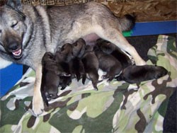 Norwegian Elkhound Puppies