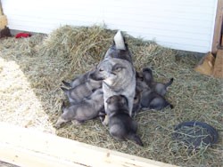 Norwegian Elkhound Pups 7 Weeks