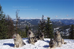 Elkhounds Hiking Off Leash