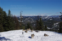 Norwegian Elkhounds Hiking