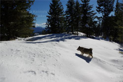 Norwegian Elkhounds Hiking In Mountains