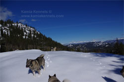 Norwegian Elkhound Dogs