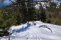 Norwegian Elkhound Dogs