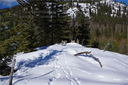 Norwegian Elkhounds Hiking In Mountains