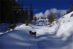 Norwegian Elkhounds Ranging