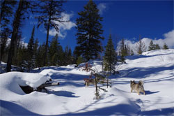 Norwegian Elkhounds Hiking In Mountains