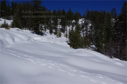 Norwegian Elkhounds Ranging In Snow