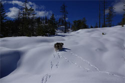 Norwegian Elkhound Hike